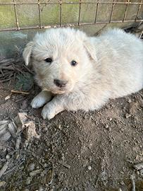 Cucciole di maremmano