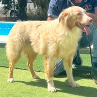 Pastore australiano pedigree enci