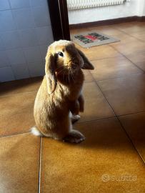 Mini lop