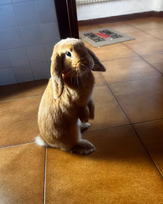 Mini lop
