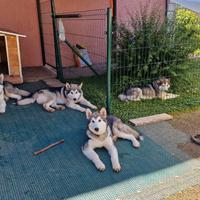 Cuccioli Alaskan Malamute