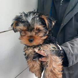 Cucciolo di yorkshire