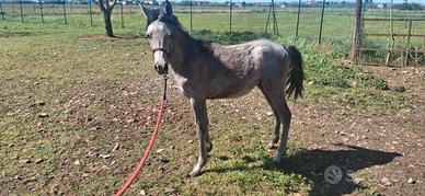 Puledro di 13 con documenti anica