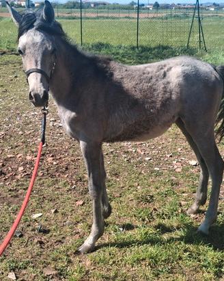 Puledro di 13 con documenti anica