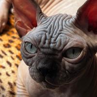 Sphynx