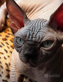 Sphynx