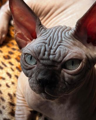 Sphynx