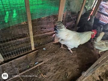 Galli e galline