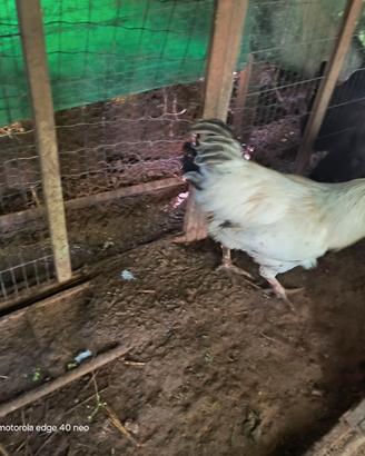 Galli e galline