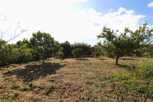 Terreno Agricolo Tortolì [Cod. rif 3232350VRG]