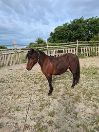 Pony femmina