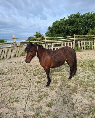 Pony femmina