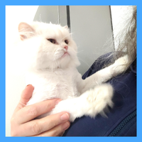 Gatto persiano , bianco