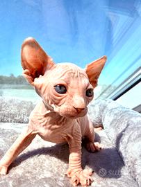 Canadian Sphynx maschio