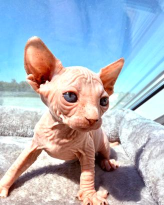 Canadian Sphynx maschio