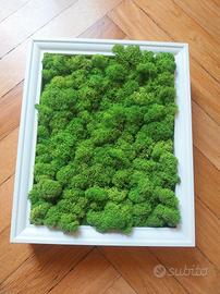 Quadro in lichene stabilizzato con cornice bianca