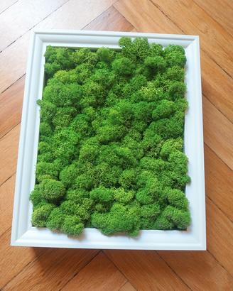 Quadro in lichene stabilizzato con cornice bianca