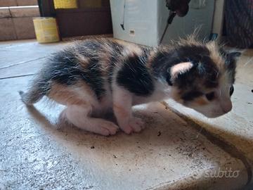 Gatto tricolore