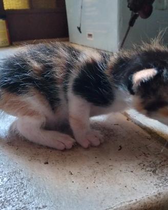 Gatto tricolore