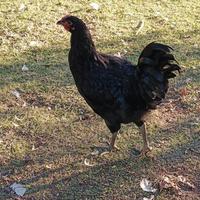 Polli Australorp