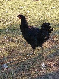 Polli Australorp