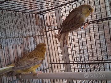 Disponibili coppie di canarini (25 la coppia)