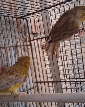 Disponibili coppie di canarini (25 la coppia)