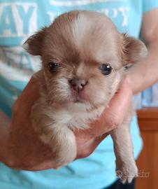 Cuccioli di Chihuahua con pedigree