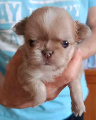 Cuccioli di Chihuahua con pedigree