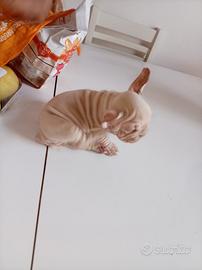 bulldog francese Rope 