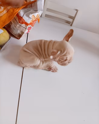 bulldog francese Rope 