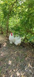 Galline