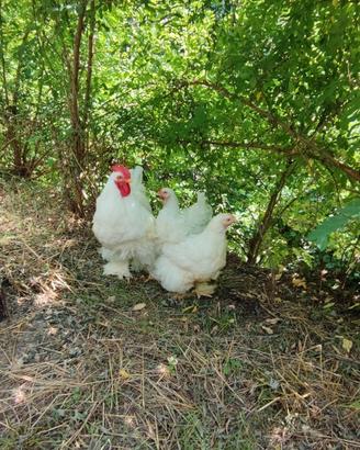 Galline