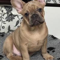 Cucciolo bulldog francese