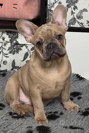 Cucciolo bulldog francese