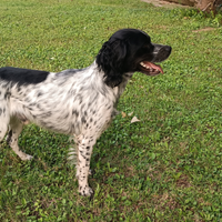 Breton maschio caccia