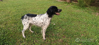 Breton maschio caccia