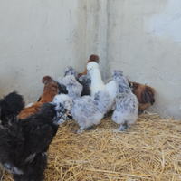 Galline moroseta varie colorazioni