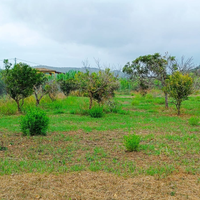 Terreno fertile Tortolì