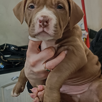Cuccioli Pitbull