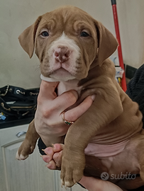 Cuccioli Pitbull