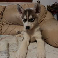 Siberian husky