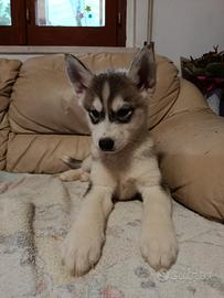 Siberian husky