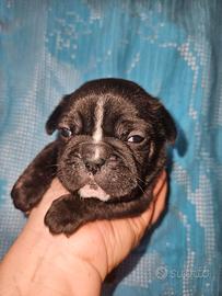Bulldog francese cucciolo nero bringe