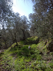Terreno oliveto