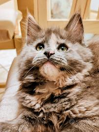 Cuccioli di Maine Coon