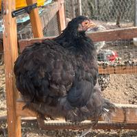 Gallina Concicina nana