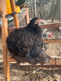 Gallina Concicina nana