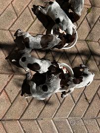 Bracchi Tedeschi ( kurzhaar)