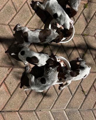 Bracchi Tedeschi ( kurzhaar)